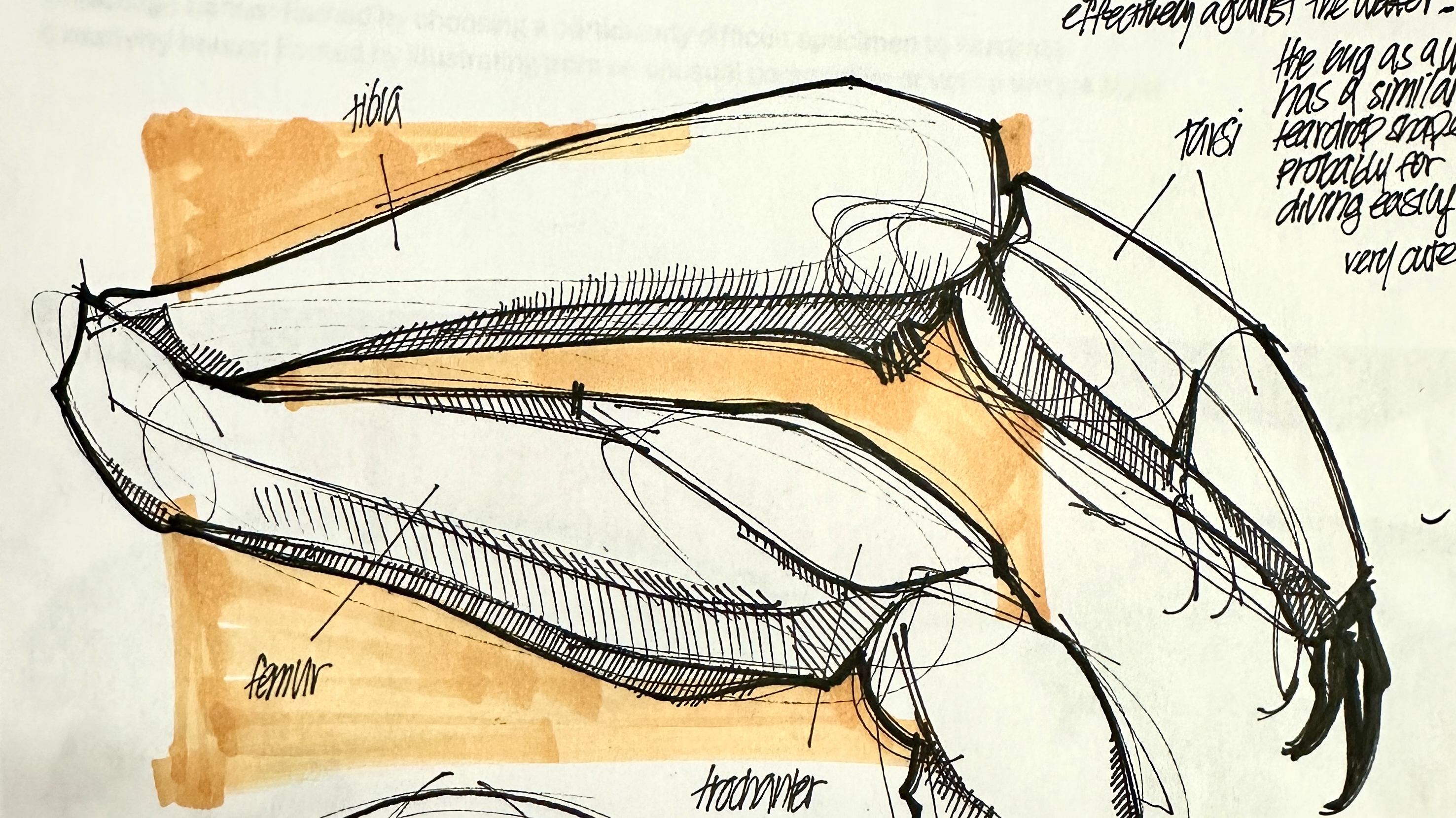 A close up of a sketch of the leg of a bug