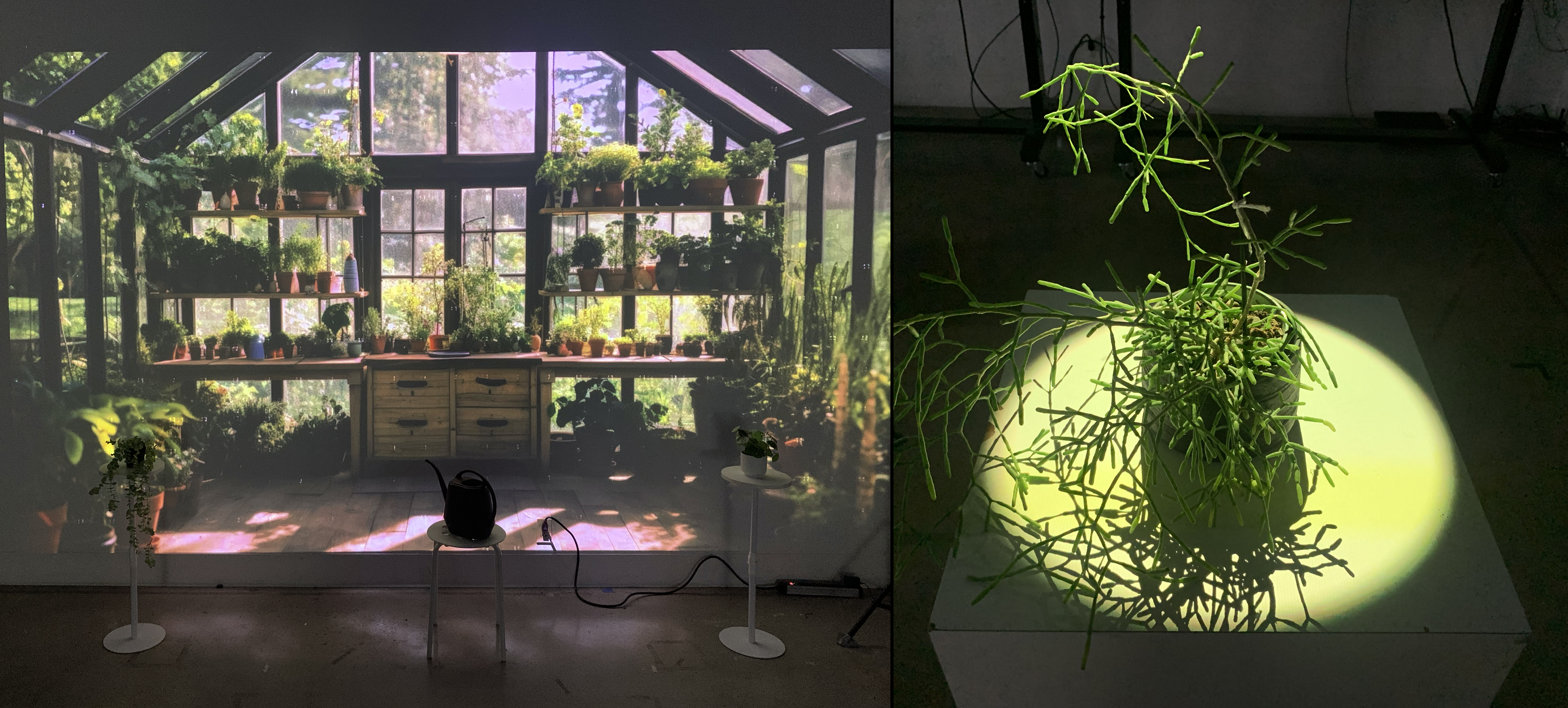 photo of a plant in front of an interactive information wall with projection
