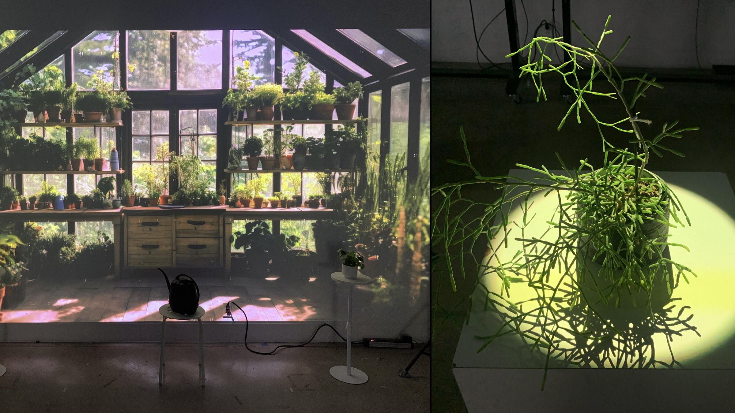 photo of a plant in front of an interactive information wall with projection