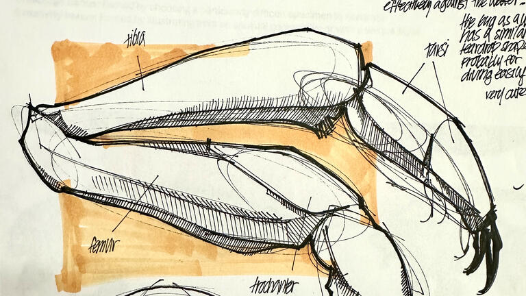 A close up of a sketch of the leg of a bug